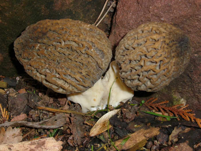 macrostoma