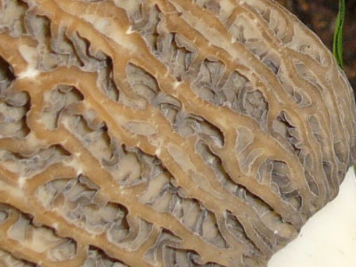 macrostoma