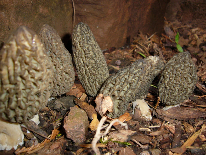 macrostoma