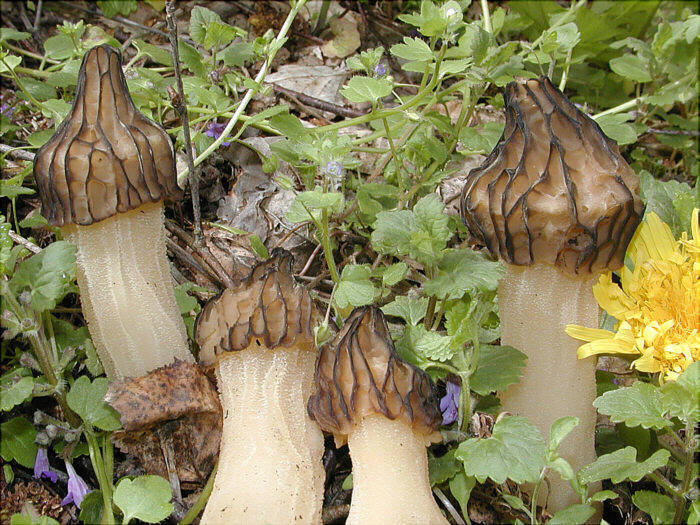 macrostoma