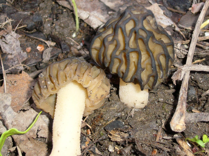 macrostoma