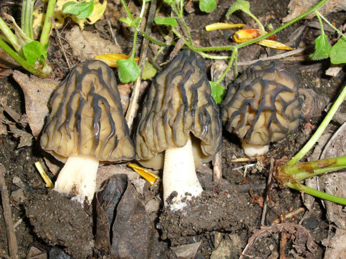 macrostoma