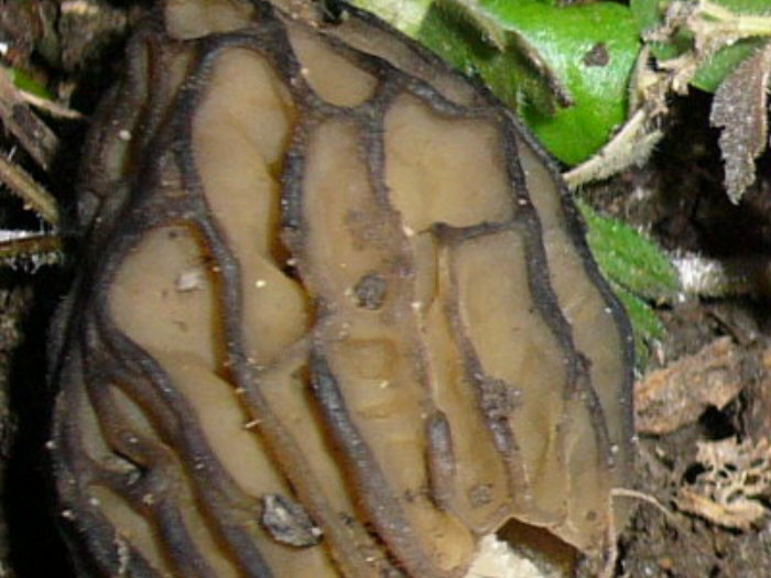 macrostoma