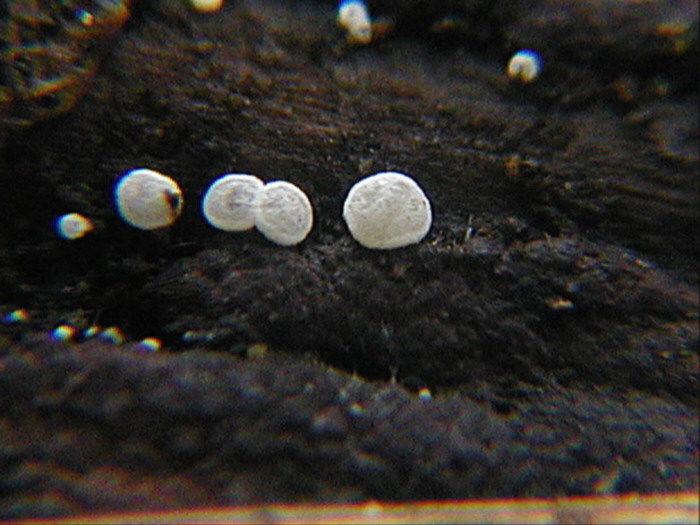 macrostoma