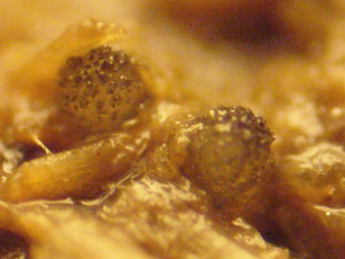 macrostoma