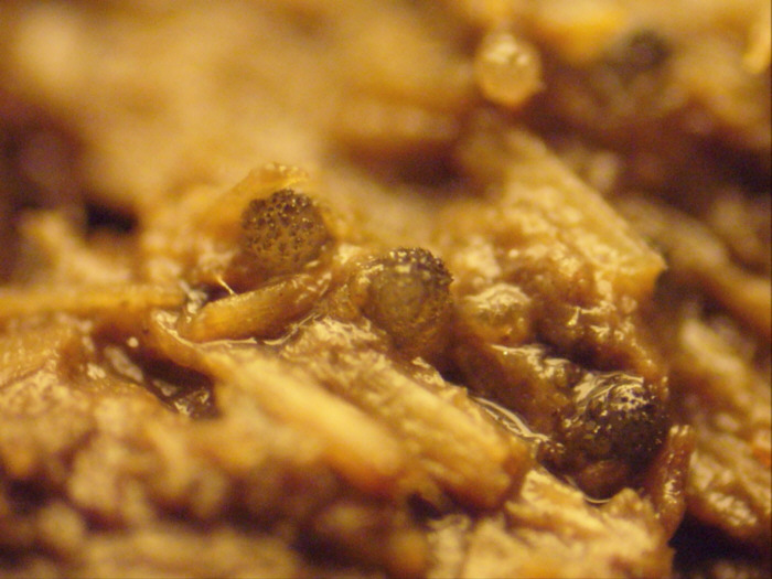 macrostoma