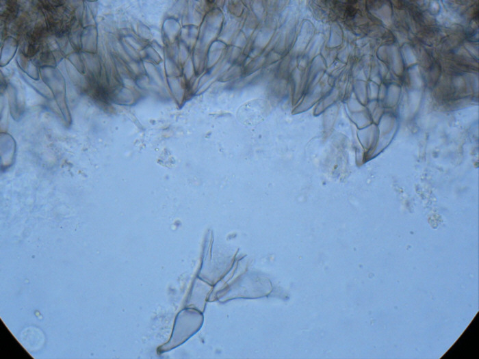 macrostoma