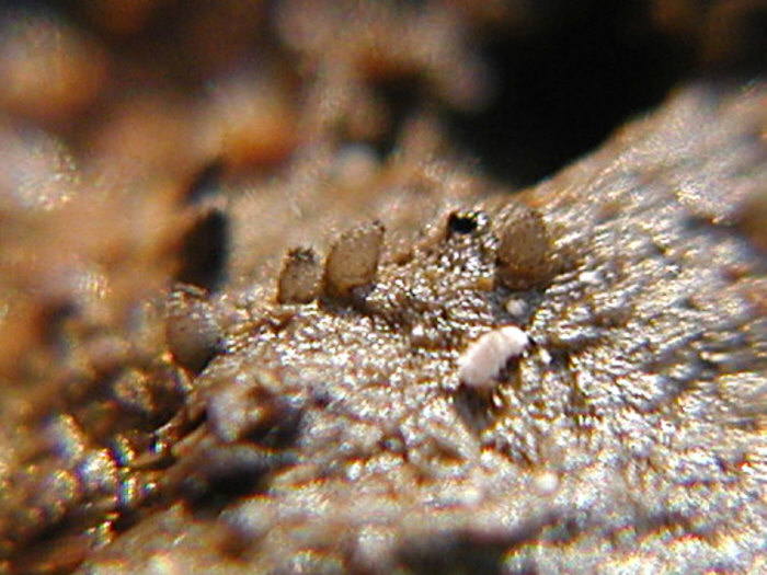 macrostoma