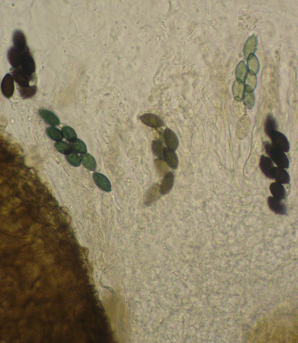 macrostoma