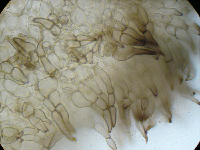 macrostoma