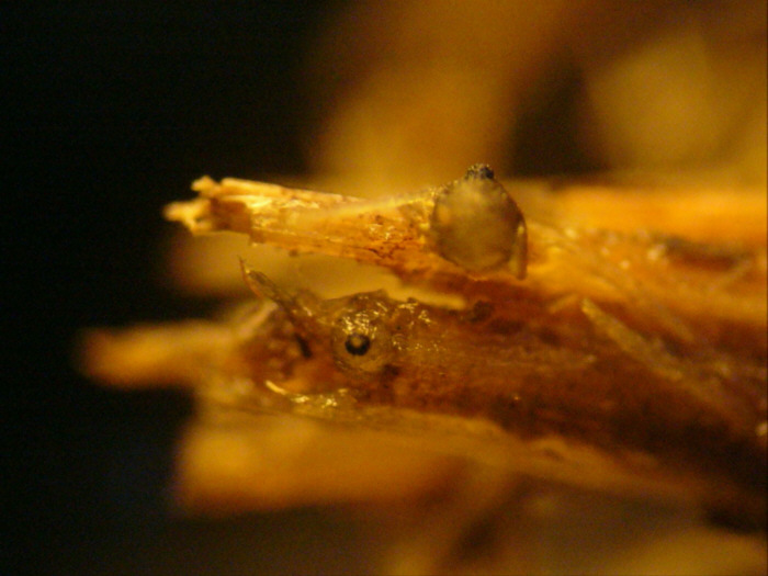 macrostoma
