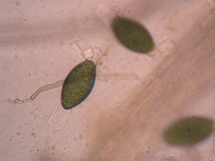 macrostoma