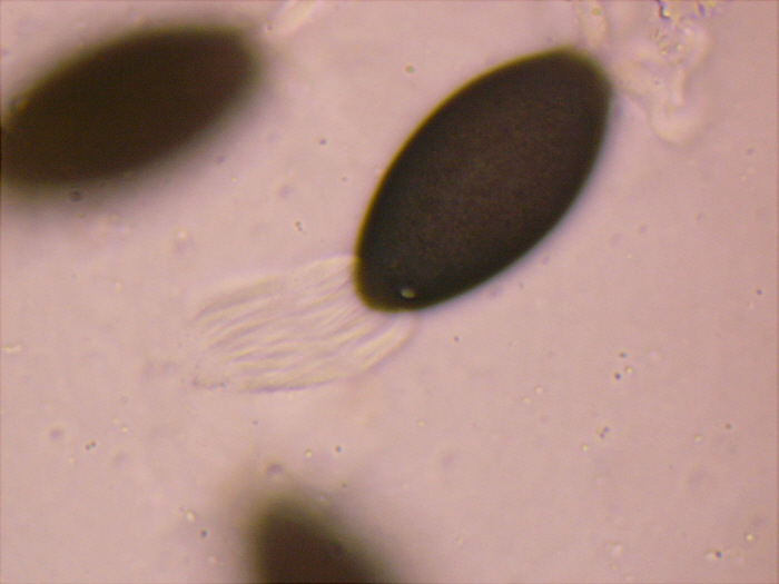 macrostoma