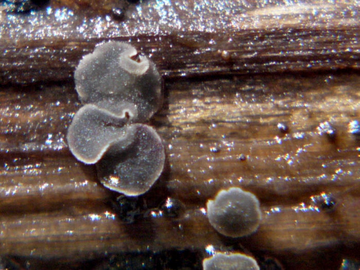 macrostoma