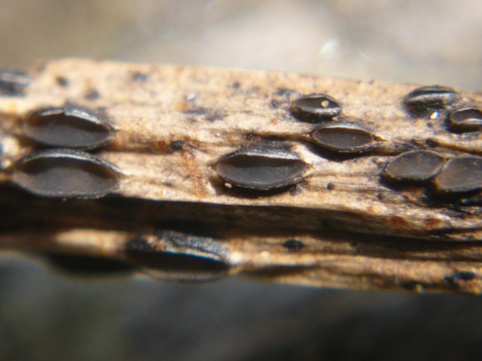 macrostoma