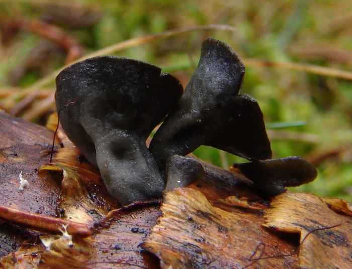 macrostoma