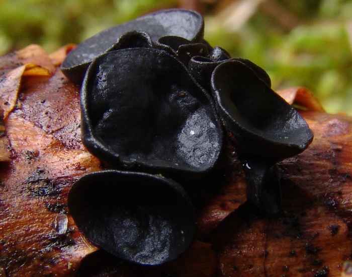 macrostoma