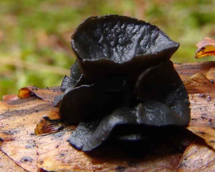 macrostoma
