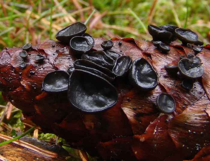 macrostoma