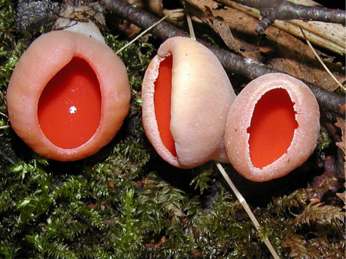 macrostoma
