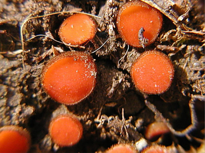 macrostoma