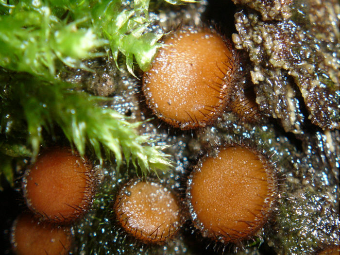 macrostoma