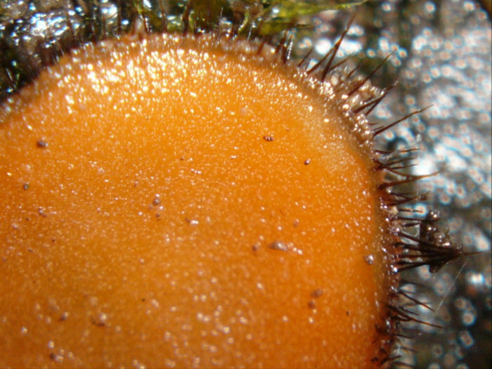 macrostoma