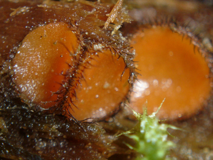 macrostoma