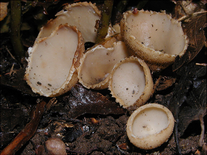 macrostoma