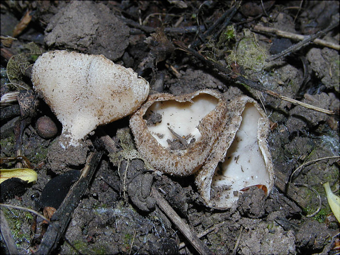 macrostoma