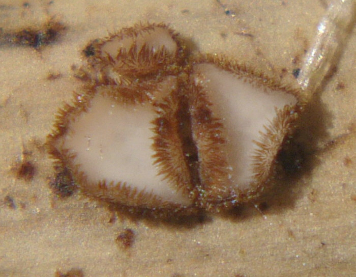 macrostoma