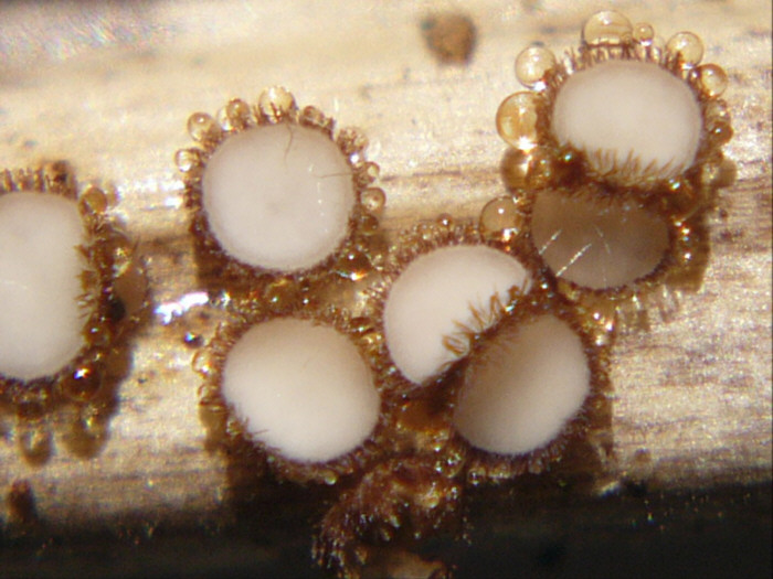 macrostoma