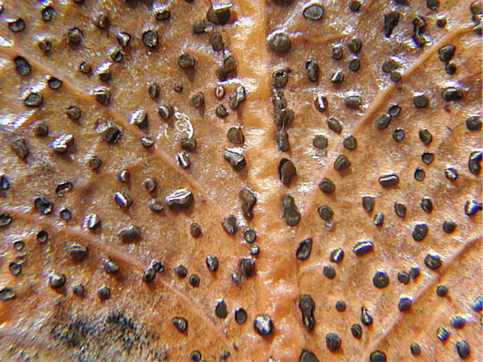 macrostoma