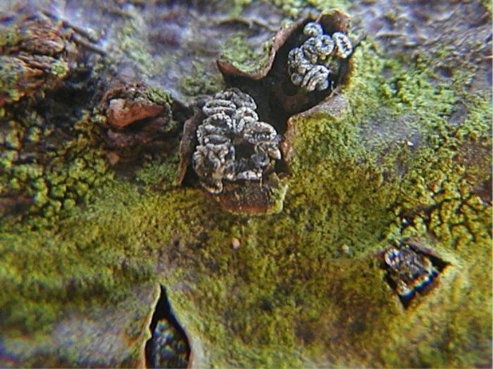 macrostoma