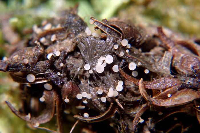 macrostoma