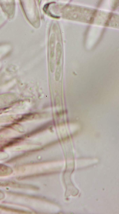 macrostoma