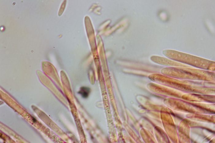 macrostoma