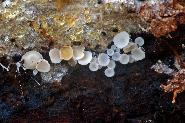 macrostoma