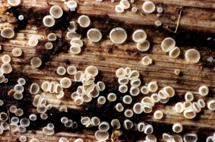 macrostoma
