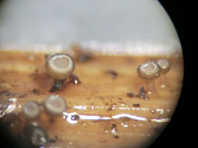 macrostoma