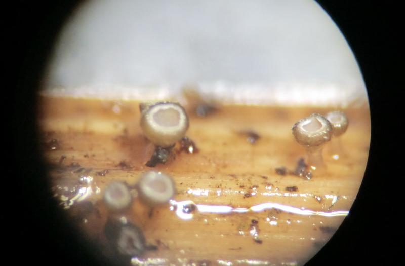 macrostoma