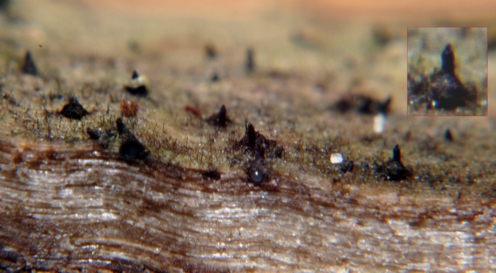 macrostoma
