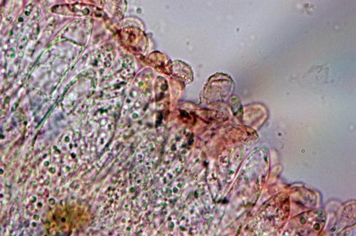 macrostoma