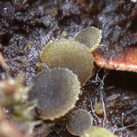 macrostoma