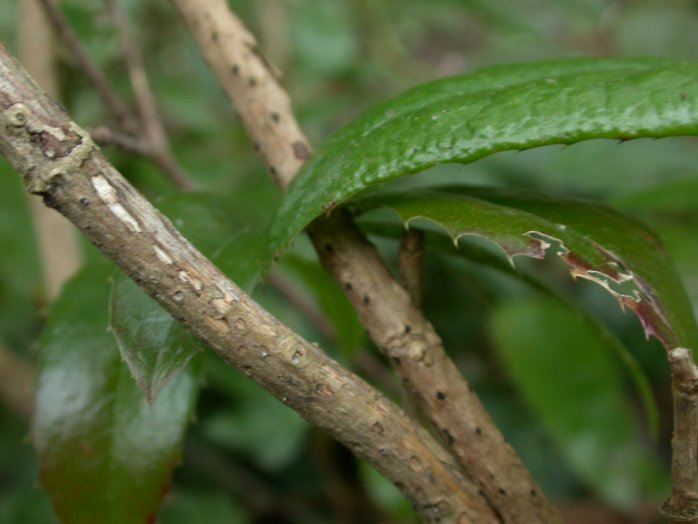 macrostoma
