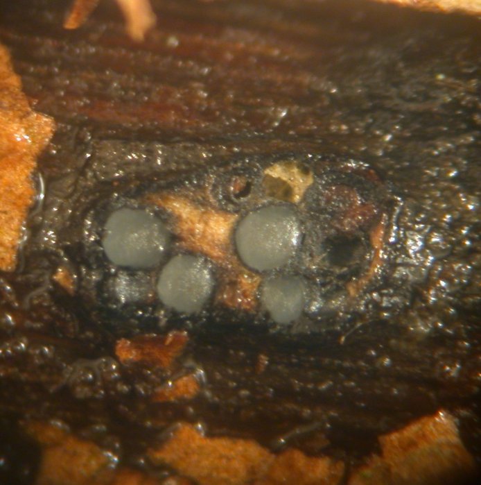 macrostoma