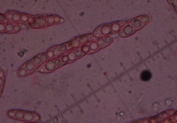 macrostoma