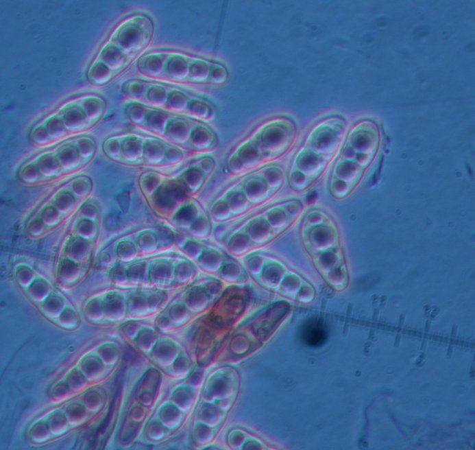 macrostoma