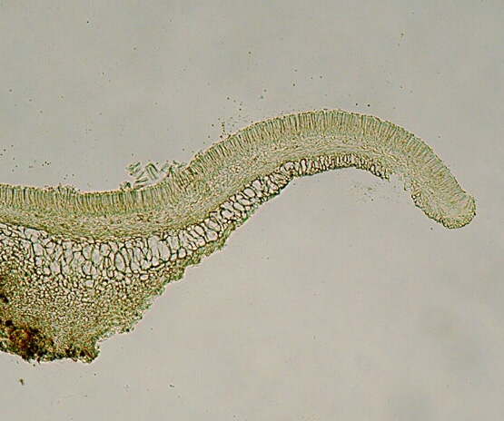 macrostoma