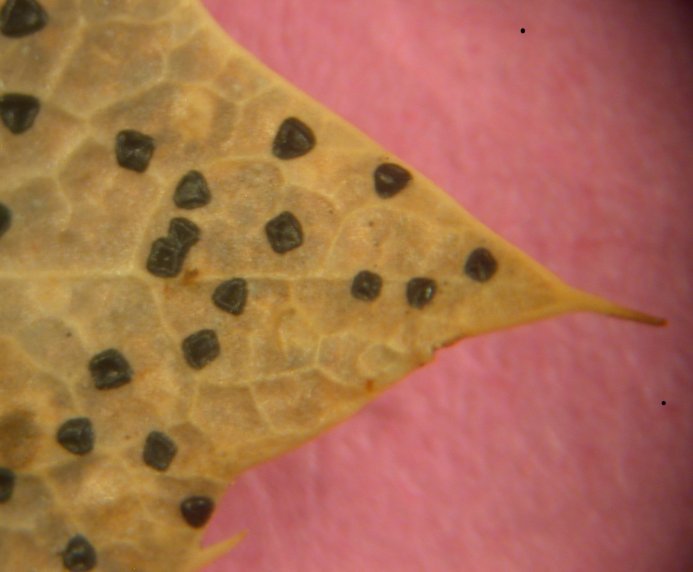 macrostoma